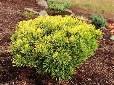 Сосна горная Берун штамб